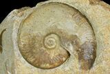 Jurassic Ammonite (Graphoceras) Fossil - Dorset, England #171257-1